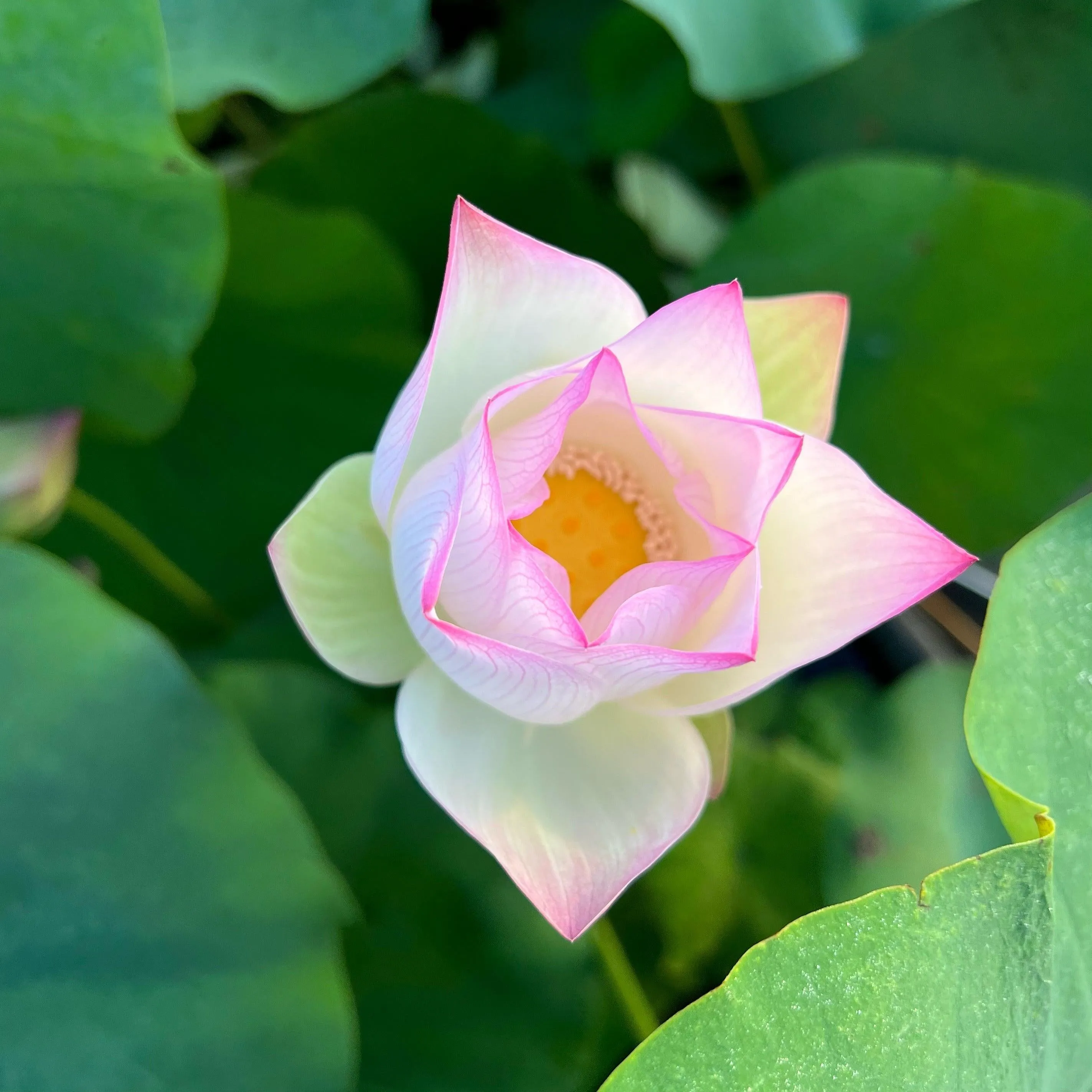 Colorful Jade Lotus (Bare Root)