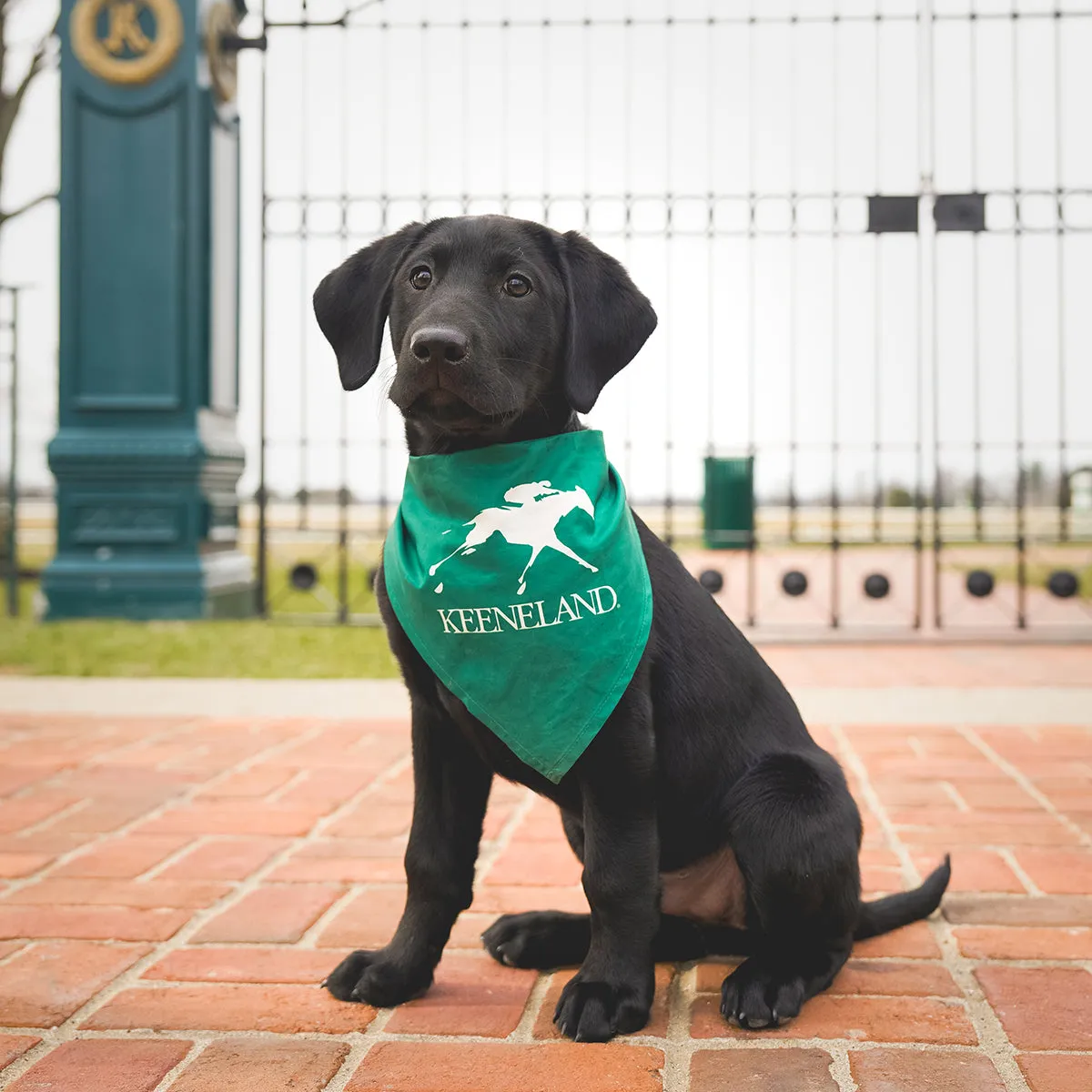 PrideBites Keeneland Large Dog Bandana